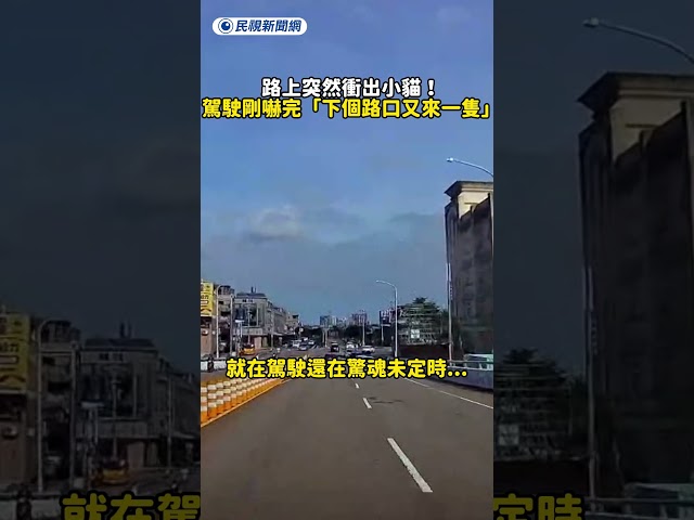 路上突然衝出小貓！駕駛剛嚇完「下個路口又來一隻」｜民視快新聞｜