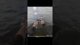 Норвежское море. Трофейная Сайда. Русская рыбалка 4 (РР4).