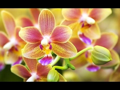  THAI  WILD ORCHID Orchidaceae Beautiful Flowers Bunga  