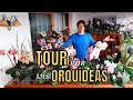 TOUR por MI COLECCIÓN DE ORQUÍDEAS phalaenopsis / ORJO&#39;S HOME