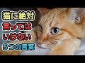 猫を傷つけてしまう言葉5つ【言ってませんか?】