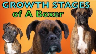 The Growing Stages of a Boxer (2 months2 years) BROCK THE BOXER DOG