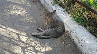 Бездомный котенок.  Дэни by Сергей Потапов 9,549 views 1 year ago 6 minutes, 12 seconds