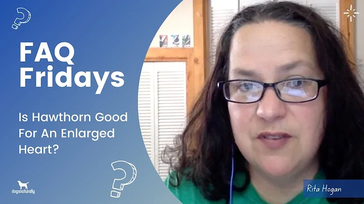 Is Hawthorn Good For An Enlarged Heart?