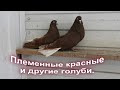 Племенные красные и другие голуби.