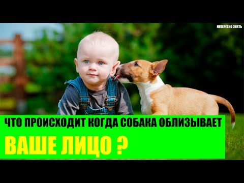 Что происходит когда собака облизывает ваше лицо?