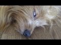 【ちょいグロ注意】 犬のレム睡眠　/　REM sleep in dogs