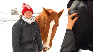 Zimní rutina u koní