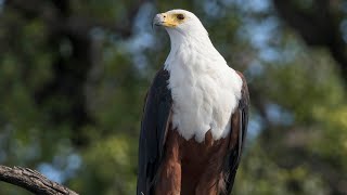 SCIENTIFIC NAME : African Fsh Eagle