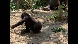 【京都市動物園 ニシゴリラ】テンションあがって遊びまわるキンタロウ