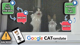 Cat Language Decoded What Your Pet is Trying to Tell You