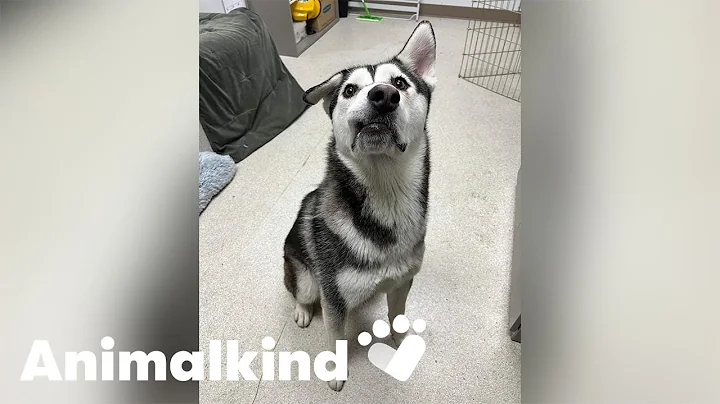 Dog with lopsided grin adopted with act of love | Animalkind #goodnews - DayDayNews