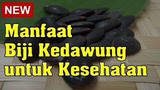 Manfaat Biji Kedawung untuk Kesehatan