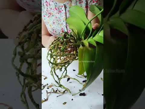 Video: Kuya orkide haqida ma'lumot - Phalaenopsis orkide qanday parvarish qilish kerak