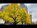 Autumn 🍂 in Japan 🇯🇵 wow 🤩 🍁🍁🫰2025 #2025shorts #japan #trendingshorts #beautiful #ytshorts #ytshort