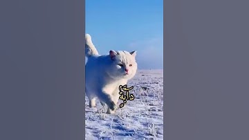 القارئ إبراهيم العسيري ❤