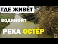 Река Остер. Козелец. Черниговская область