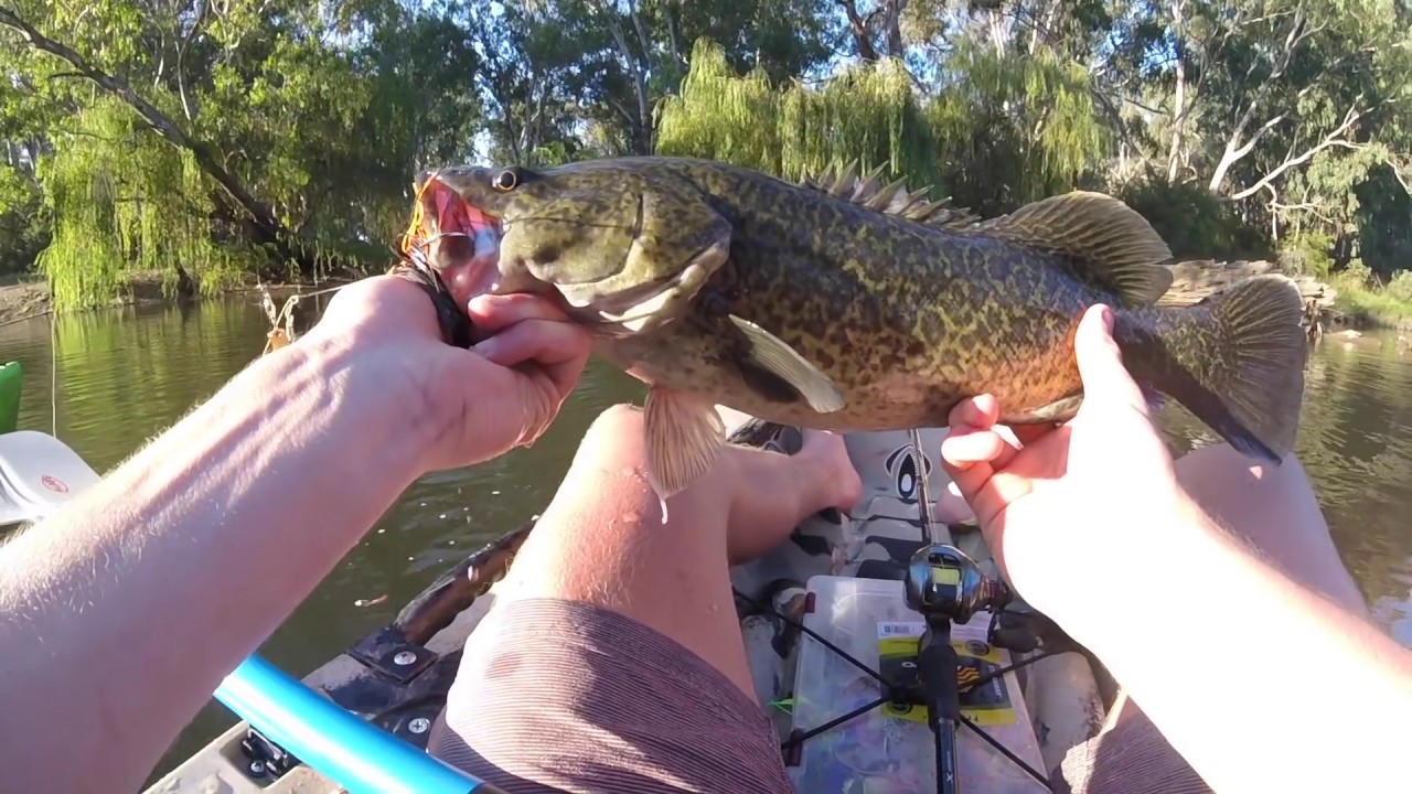 Murray Cod Fishing Catch & Release YouTube