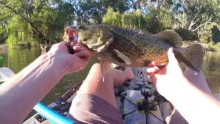 Murray Cod Fishing - Catch & Release