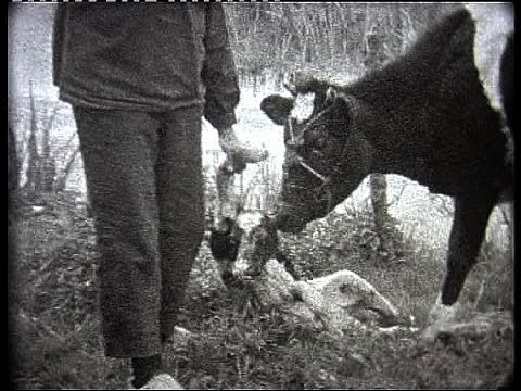 Beste Streefkerk boerderij 70 jaar geleden - YouTube CK-01