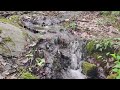 The soothing sound of running water following a creek in the forest