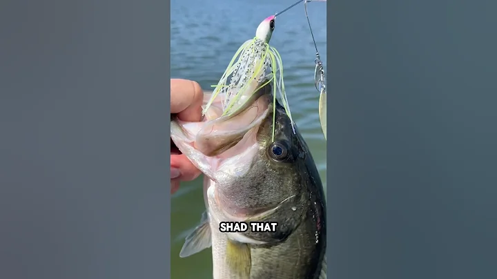 Top bass fishing lures for September. What do you think of my rankings? #bassfishing #basslures