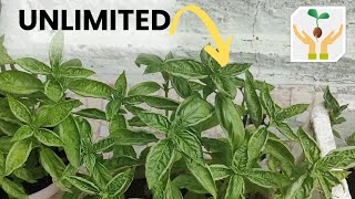 How to Get an Endless Supply of Basil 🌱