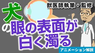 犬の「眼の表面が白く濁る」症状について【獣医師執筆監修】症状から治療方法まで