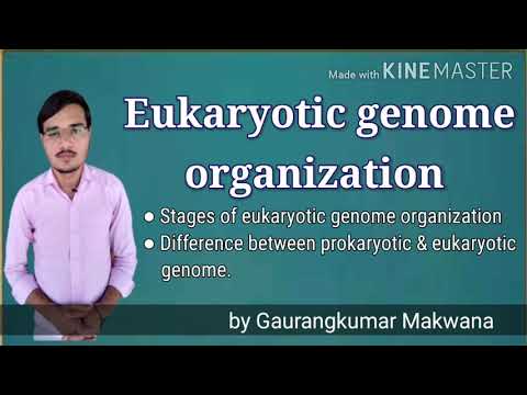 वीडियो: यूकेरियोटिक जीनोम क्या है?