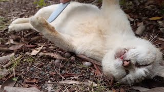 公園の草むらで寝ている野良猫をナデナデする