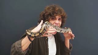 Fearless Man Handles Giant Dangerous Snake on His Body | Incredible Snake Handling Skills,😯#snake