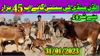 Cholistani Sahiwal Milking Cow/Price Update/Luddan  Mandi Today/Dairy Farming/Luddan Mandi.PK