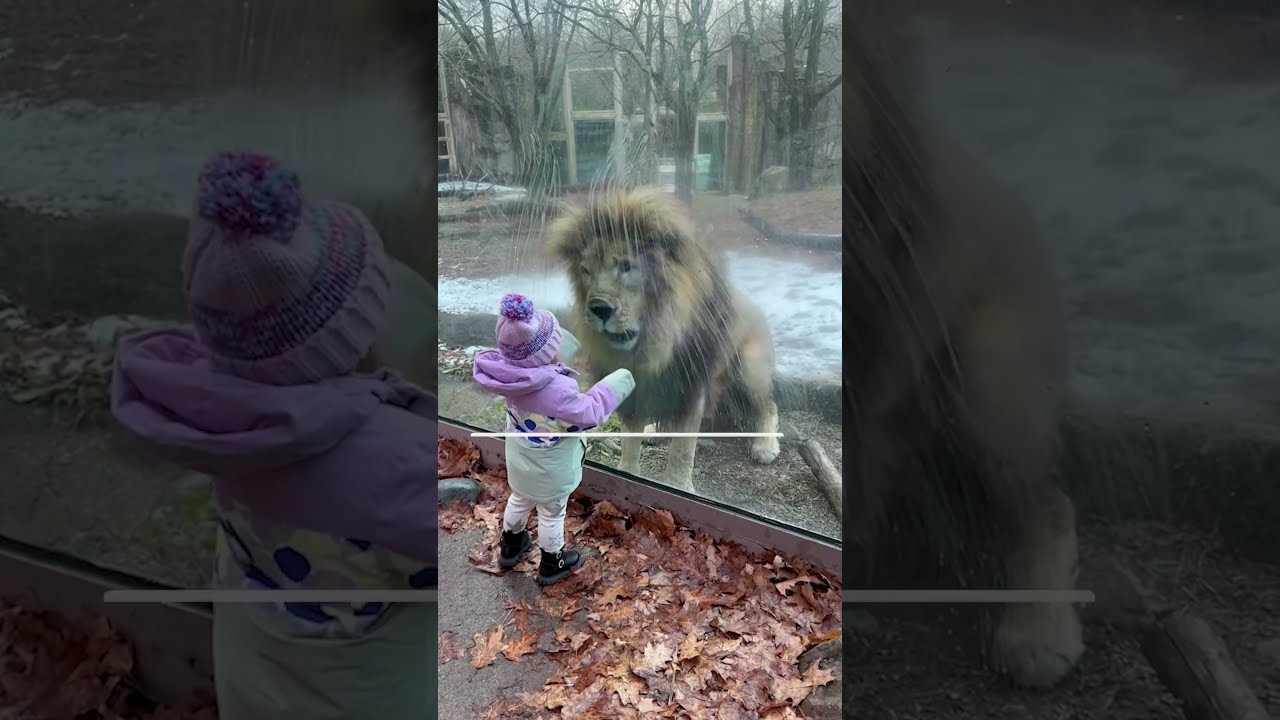Brave Baby Plays With Cheeky Lion At The Zoo