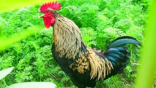 Amazing Rooster Crowing Compilation Plus 2024 Rooster sound effect video