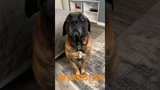 smartest mastiff in the world  #puppies #funny #cutepuppies