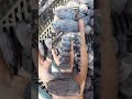 سبع ذراع العراقي نوع من أنواع التمور Shorts سبع ذراع العراقي نوع من أنواع التمور Shorts