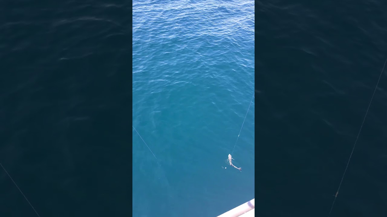 Remora Shark Sucker Fish Caught on the Sea Mist 3 Driftboat - Released!