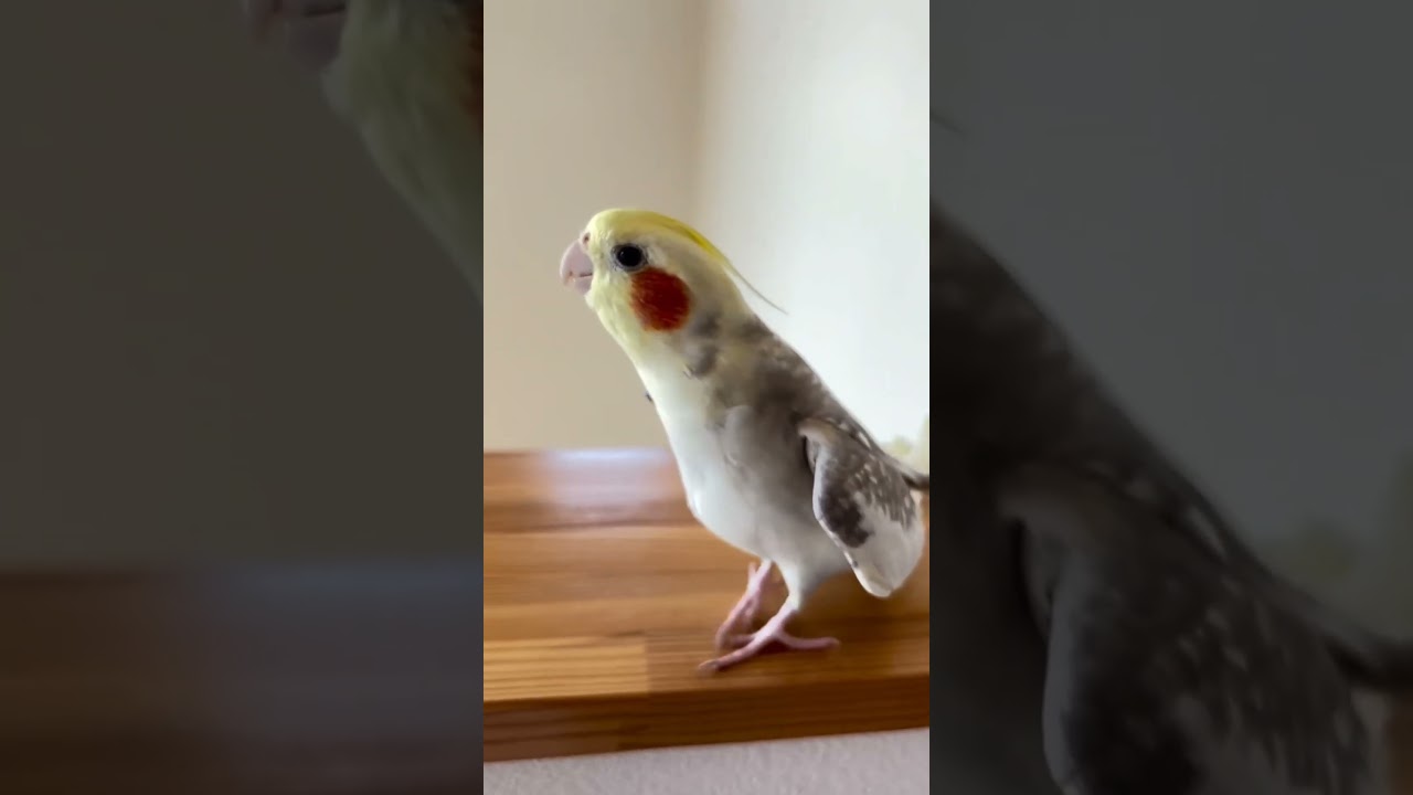 Cockatiel Singing Happy Birthday Song 