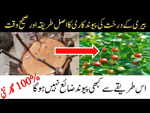 Bairy k darakhat ki pewandkari krny Ka tarika|berry tree grafting|bairy grafting