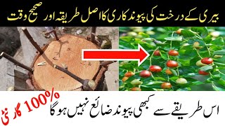 Bairy k darakhat ki pewandkari krny Ka tarika|berry tree grafting|bairy grafting