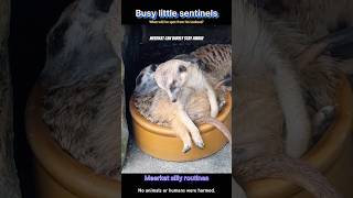 All calm goes poof with one single meerkat burst. #Meerkat #Fun
