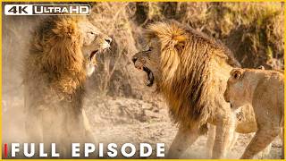 POWER ON THE PLAINS - When Heavyweights Face Off (Full Episode) | Nature Animal Documentary