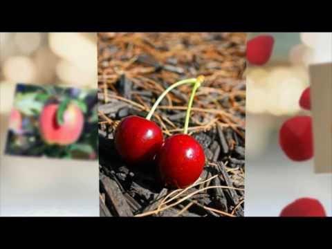 Leah West - Forbidden Fruit - Album Version
