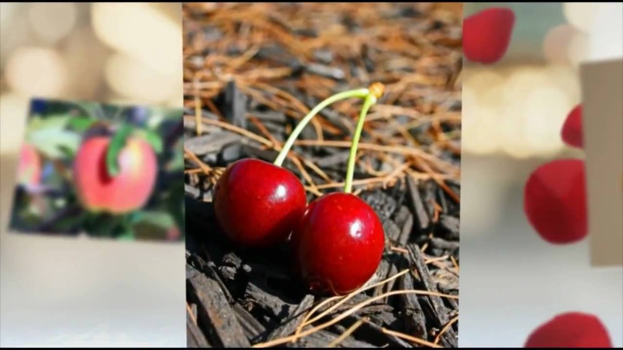 Leah West - Forbidden Fruit - Album Version