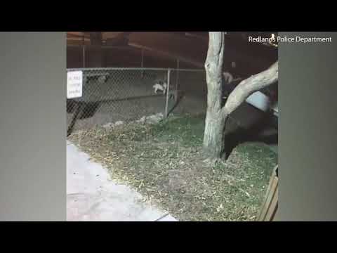 Dogs thrown over animal shelter fence before owner drives away - YouTube