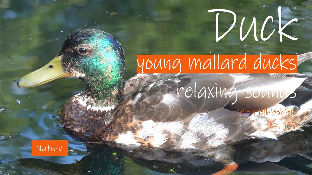 young mallard ducks on a pond relaxing nature sounds cute birds