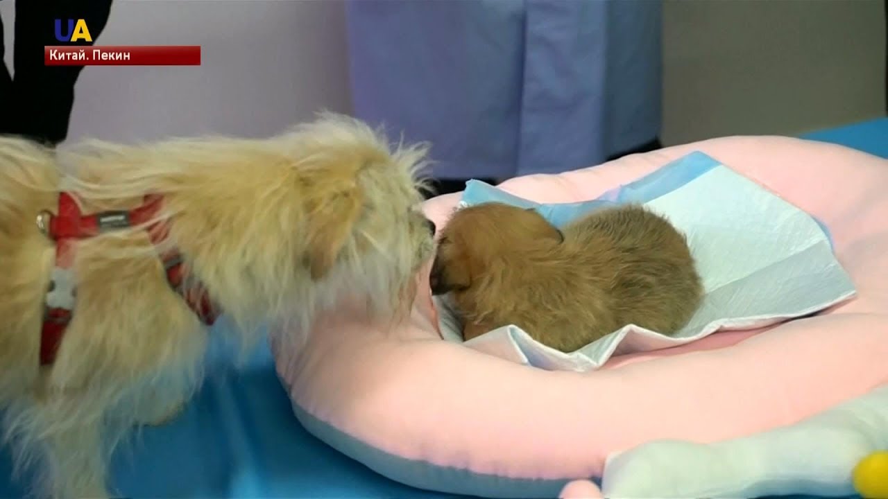 Клонирование домашнего питомца становится реальностью