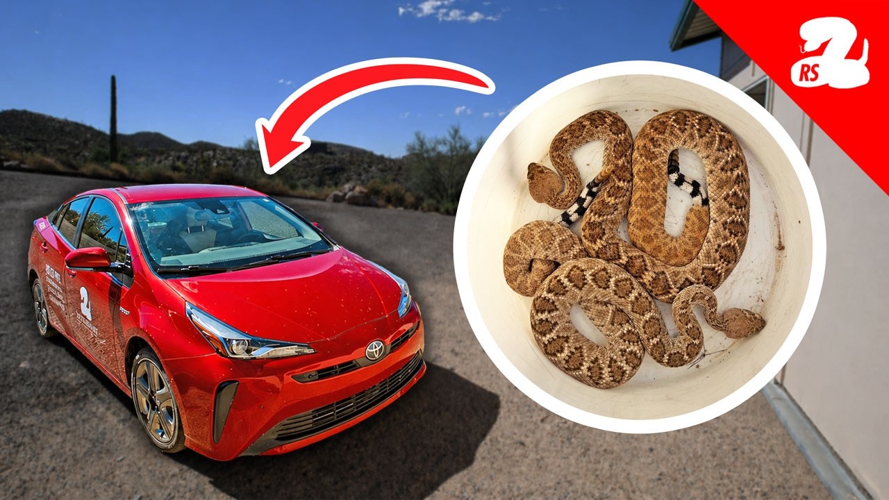 Why My Car is Always Full of Rattlesnakes