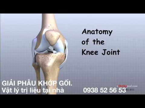 Giải phẫu khớp gối | knee anatomy