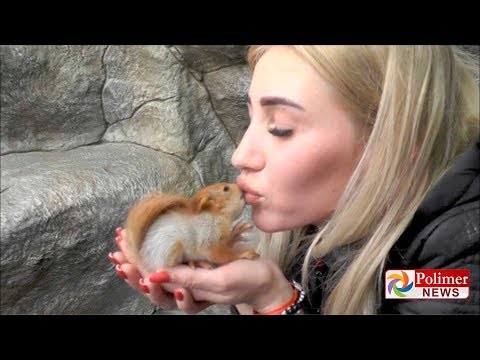 அணில் குட்டிகளுக்குப் பாலூட்டும் பூனை |  #CatwithSquirrels | #ViralVideo